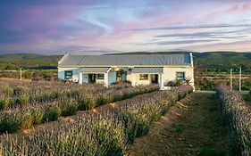 Karoo Lavender